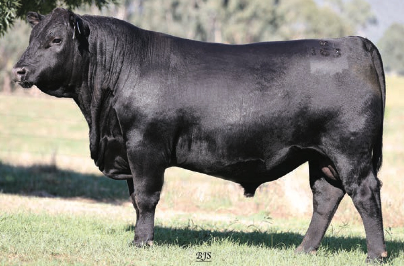 Alpine Real Deal R163