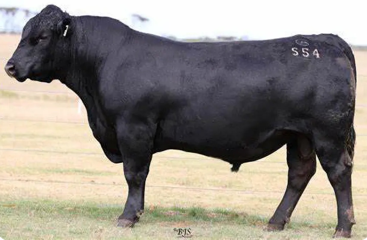 Coonamble Samson S54